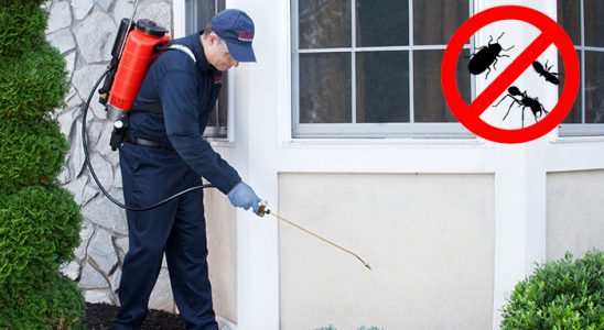 Özbek Hamam Böceği İlaçlama böcek ilaçlama ve haşere kontrolü — ilaclama-tr.com